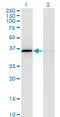 Malate Dehydrogenase 1 antibody, LS-B6375, Lifespan Biosciences, Western Blot image 