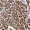 Cryptochrome Circadian Regulator 2 antibody, NBP1-86273, Novus Biologicals, Immunohistochemistry frozen image 