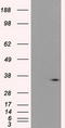 Pim-2 Proto-Oncogene, Serine/Threonine Kinase antibody, LS-C115102, Lifespan Biosciences, Western Blot image 