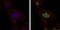 MutS Homolog 6 antibody, NBP2-37537, Novus Biologicals, Immunofluorescence image 