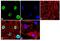 Forkhead Box L2 antibody, PA1-802, Invitrogen Antibodies, Immunofluorescence image 