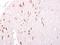 GTP Binding Protein 3, Mitochondrial antibody, GTX119019, GeneTex, Immunohistochemistry paraffin image 