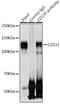 Prominin 1 antibody, GTX64328, GeneTex, Immunoprecipitation image 