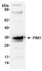 Pim-1 Proto-Oncogene, Serine/Threonine Kinase antibody, A300-313A, Bethyl Labs, Western Blot image 
