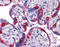 Paternally Expressed 10 antibody, 51-373, ProSci, Immunohistochemistry frozen image 