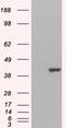 GRB2 Related Adaptor Protein 2 antibody, 45-705, ProSci, Western Blot image 