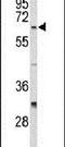 Cell Division Cycle 20 antibody, PA5-26145, Invitrogen Antibodies, Western Blot image 