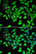 Cell Cycle And Apoptosis Regulator 2 antibody, A7126, ABclonal Technology, Immunofluorescence image 