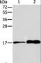Anterior Gradient 3, Protein Disulphide Isomerase Family Member antibody, LS-C401201, Lifespan Biosciences, Western Blot image 