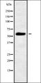 Phosphatidylinositol Glycan Anchor Biosynthesis Class W antibody, orb338545, Biorbyt, Western Blot image 