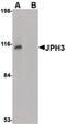 Junctophilin 3 antibody, PA5-20644, Invitrogen Antibodies, Western Blot image 