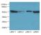 Procollagen C-Endopeptidase Enhancer 2 antibody, LS-C376278, Lifespan Biosciences, Western Blot image 