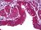 Milk Fat Globule-EGF Factor 8 Protein antibody, orb95243, Biorbyt, Immunohistochemistry paraffin image 