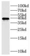 Paraoxonase 2 antibody, FNab06639, FineTest, Western Blot image 