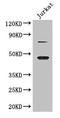 DAZ Associated Protein 1 antibody, LS-C399558, Lifespan Biosciences, Western Blot image 