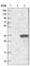 GOS-28 antibody, HPA020590, Atlas Antibodies, Western Blot image 