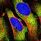 Period Circadian Regulator 3 antibody, NBP1-86436, Novus Biologicals, Immunofluorescence image 