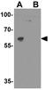 Zinc finger protein Helios antibody, GTX31612, GeneTex, Western Blot image 