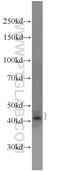 Saccharopine Dehydrogenase (Putative) antibody, 24941-1-AP, Proteintech Group, Western Blot image 