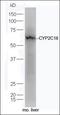 Cytochrome P450 Family 2 Subfamily C Member 18 antibody, orb182843, Biorbyt, Western Blot image 