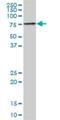 Tigger Transposable Element Derived 1 antibody, H00200765-B01P, Novus Biologicals, Western Blot image 