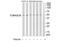 Tubulin alpha-3C/D chain antibody, TA316008, Origene, Western Blot image 