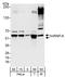 Heterogeneous nuclear ribonucleoprotein K antibody, A300-676A, Bethyl Labs, Western Blot image 