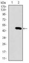 Spi-1 Proto-Oncogene antibody, GTX60620, GeneTex, Western Blot image 