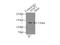 Apoptotic Peptidase Activating Factor 1 antibody, 21710-1-AP, Proteintech Group, Immunoprecipitation image 