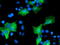 Osm antibody, TA503413, Origene, Immunofluorescence image 