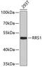 Ribosome Biogenesis Regulator 1 Homolog antibody, 19-408, ProSci, Western Blot image 
