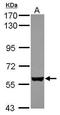 EBF Transcription Factor 3 antibody, GTX117656, GeneTex, Western Blot image 