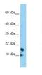 Crumbs Cell Polarity Complex Component 3 antibody, NBP1-98328, Novus Biologicals, Western Blot image 