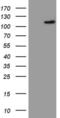 F-Box And WD Repeat Domain Containing 7 antibody, MA5-26563, Invitrogen Antibodies, Western Blot image 