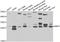 BCL2 Interacting Protein 1 antibody, A09220-1, Boster Biological Technology, Western Blot image 