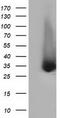 ERCC Excision Repair 1, Endonuclease Non-Catalytic Subunit antibody, CF501828, Origene, Western Blot image 