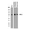 Integrin Alpha FG-GAP Repeat Containing 1 antibody, MAB8900, R&D Systems, Western Blot image 
