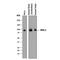 Integrin Alpha FG-GAP Repeat Containing 1 antibody, MAB8900, R&D Systems, Western Blot image 