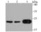 Mitotic Arrest Deficient 2 Like 1 antibody, NBP2-75561, Novus Biologicals, Western Blot image 