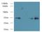 CCR4-NOT Transcription Complex Subunit 9 antibody, A68274-100, Epigentek, Western Blot image 