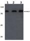 Solute Carrier Family 6 Member 15 antibody, PA5-36502, Invitrogen Antibodies, Western Blot image 