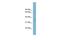 Glycerol-3-phosphate dehydrogenase, mitochondrial antibody, GTX46744, GeneTex, Western Blot image 