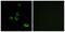 Olfactory Receptor Family 2 Subfamily M Member 7 antibody, PA5-38221, Invitrogen Antibodies, Immunofluorescence image 