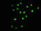 Activating Transcription Factor 2 antibody, CSB-RA002270A71phHU, Cusabio, Immunofluorescence image 