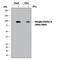 Signal Transducer And Activator Of Transcription 5B antibody, MAB4190, R&D Systems, Western Blot image 