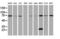 Spermatogenesis And Centriole Associated 1 Like antibody, M15055, Boster Biological Technology, Western Blot image 