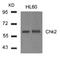 CDS 1 antibody, AP26045PU-S, Origene, Western Blot image 