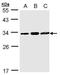 TatD DNase Domain Containing 1 antibody, TA309040, Origene, Western Blot image 