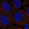 FA Complementation Group L antibody, PA5-57768, Invitrogen Antibodies, Immunofluorescence image 