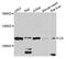 Complement C5 antibody, STJ110403, St John
